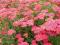 KRWAWNIK-PIĘKNE RÓŻOWE KWIATY-POLECAM