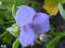 TRZYKROTKA NIEBIESKA  na rabatę, skalniak