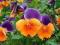 BRATEK Viola pomarańczowo-fioletowy Orange Violet