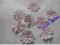Kwiatki dodatki do scrapbookingu 10 szt  hit