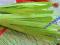 Paski do quillingu kolor zielony 7mm csia-sklep