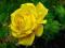 Róża wielkokwiatowa ŻÓŁTA