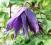 Clematis botaniczny Purple Spider ODPORNE CUDO