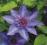 Clematis wielkokwiatowy Multi Blue pełny POMPONY