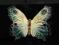 Karl Ens Niezwykle Piękny Duży Motyl !!!