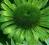 Echinacea 'Green Jewel' - Jeżówka ZIELONY KLEJNOT!