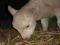 owce jagnięta czarnogłówki wrzosówki kosiarka