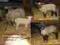 owce jagnięta czarnogłówki wrzosówki kosiarka hit