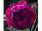 Rosa 'Othello' - Róża angielska * AMARANTOWA * !!!