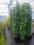 Bluszcz Hibernica na 3 bambusach
