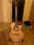 Morrison gitara akustyczna ze stojakiem