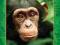 Szympans DVD Chimpanzee LK