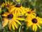 PŁAĆ WIOSNĄ Rudbekia błyskotliwa ROŚLINY W DONICY