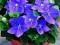 NAJTANIEJ   Platycodon niebieski   PIĘKNE SADZONKI