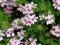 Geranium  odstraszająca komary, mole cytrynowa