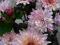 Chrysanthemum Orchid Helen kwitnie do listopada.