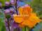20 Trollius chinensis Golden Queen Pełnik chiński