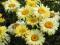 Leucanthemum Goldfinch - żółte kwiatki na rabatki