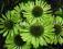 04 Echinacea Green Jewel - zielona jeżówka
