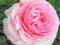 róża  PNĄCA   EDEN ROSE