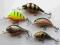 Wobler  Woblery ZESTAW 5szt  okoniowo-pstrągowe