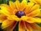 Żółte CUDO NAJPIĘKNIEJSZA ROŚLINA RUDBEKIA DUŻA
