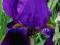 IRYS GERMAŃSKI FIOLETOWY --DUŻE KWIATY !!!