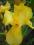 IRYS GERMAŃSKI ŻÓŁTY- DUŻE KWIATY!!!