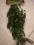 EXOTERRA RUSCUS- sztuczna roślina do terrarium