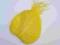 + LIŚCIE SZKIELETOWE żółte 50szt preparowane