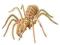 Puzzle drewniane_składanka_Tarantula