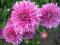 Cryzantema gruntowa zimująca różowa- krzaczek