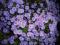 Aster Krzaczasty - krzaczek