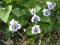 Fiołek motylkowaty,Viola sororia albiflora 10sadz