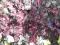 żurawka Heuchera purpurowa sadzonki