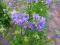 Wielosił błękitny (Polemonium caeruleum) sadzonki