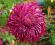 Chryzantema gruntowa ' Skandynawska'  tawułka
