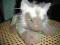 kotek mruczek interaktywny na Zajączka