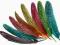 PIÓRA Naturalne DŁUGIE LOTKI perliczka KOLORY