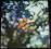 # LP PINK FLOYD obscured by clouds ##############