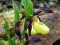 Obuwik  Cypripedium calceolus storczyk dorosły