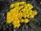 SADZONKA DELOSPERMA ŻÓŁTA 12CM