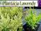 Sadzonki_Lawenda O ŻÓŁTYCH LIŚCIACH_PLATINUM BLOND
