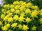 żółte cudo DUŻE SADZONKI wilczomlecz euchorbia