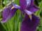 Iris ensata - Kosaciec mieczolistny