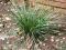 trawa ozdobna FESTUA MAIREI -PRZEPIĘKNA NOWOŚĆ