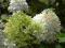 NOWOŚĆ!!! HORTENSJA  POLARNY MIŚ-sadz 1-roczna!