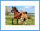 Castor 260 El. Konie, Mare I Foal