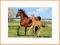 Castor 260 El. Konie, Mare I Foal