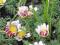 BERTRAM MAROKAŃSKI---kwitnące SADZONKI Nowość